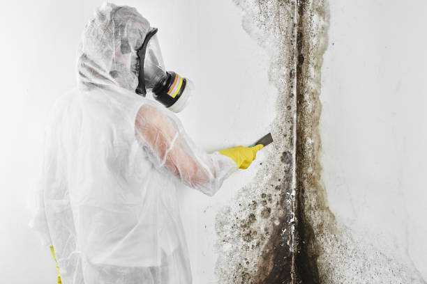 Best Black Mold Removal  in Clarks Summit, PA