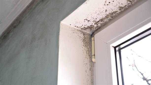 Best Home Mold Removal  in Clarks Summit, PA