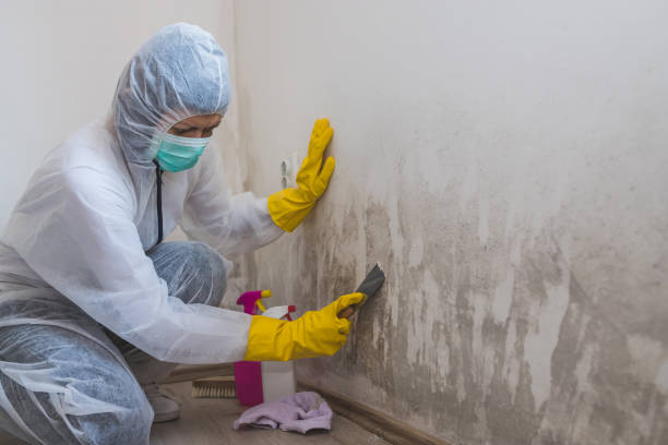 Best Toxic Mold Removal  in Clarks Summit, PA