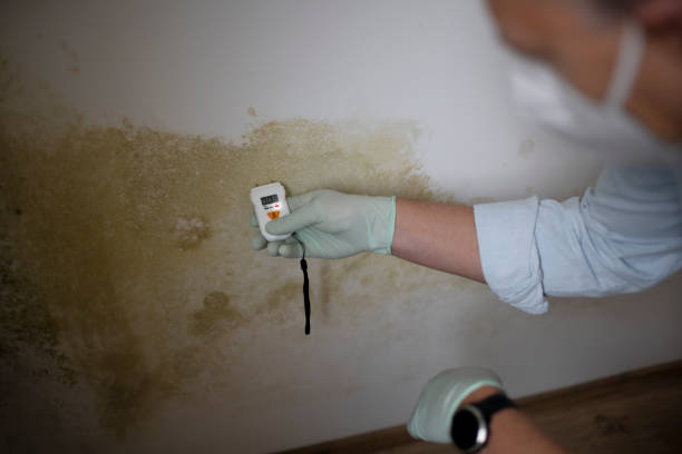 Best Mold Cleaning Services  in Clarks Summit, PA