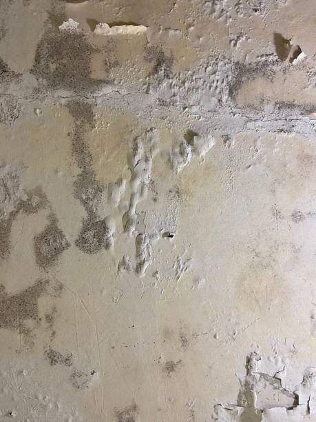 Best Attic Mold Removal  in Clarks Summit, PA