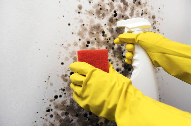 Best Mold Damage Repair  in Clarks Summit, PA