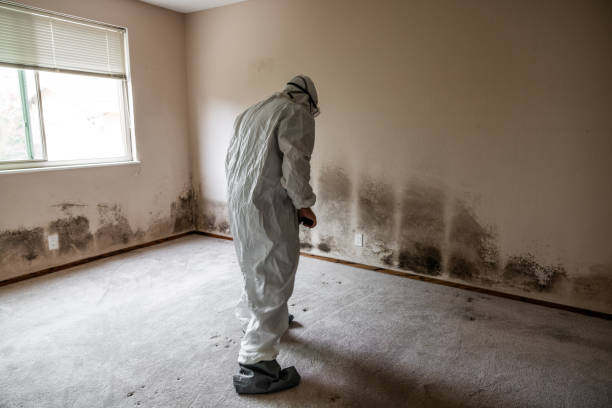 Clarks Summit, PA Mold Removal Company