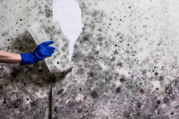 Best Fast Mold Removal  in Clarks Summit, PA