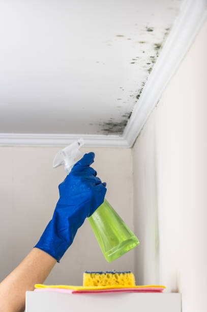 Best Best Mold Removal Companies  in Clarks Summit, PA