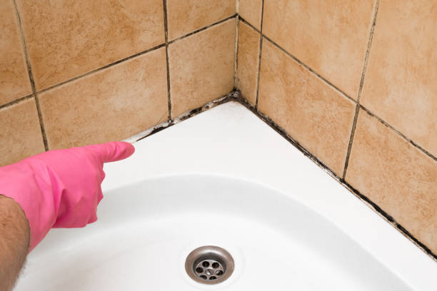 Mold Testing and Removal in Clarks Summit, PA