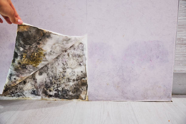 Best Mold Removal Company Near Me  in Clarks Summit, PA